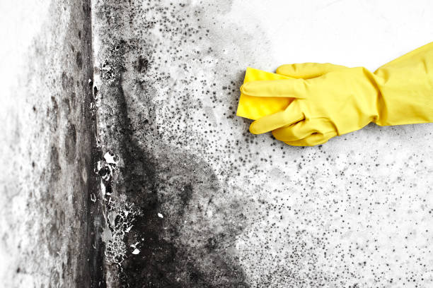 Best Emergency Mold Remediation  in Gruetli Laager, TN